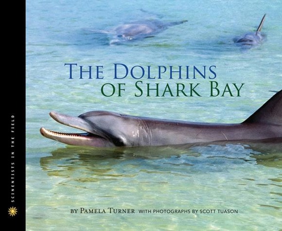 dolphins
